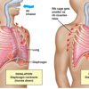 Lung Flow