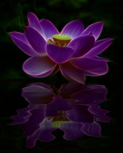 Qigong Lotus Flower